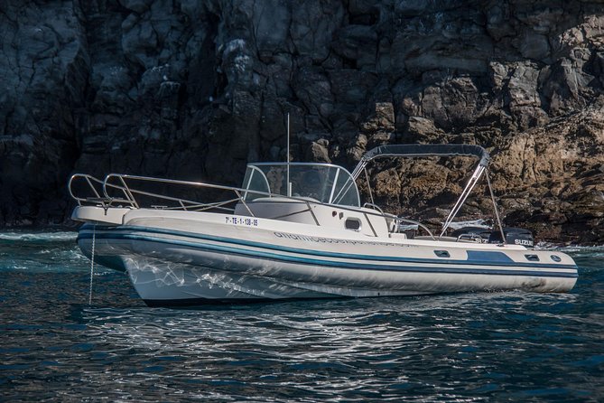 Whale Watching in Tenerife - Insights From the Expert Biologists