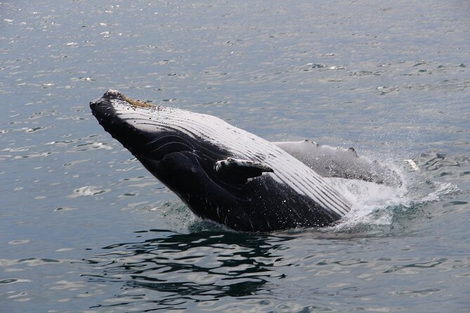 Whale Watching Tour in Gloucester - Educational and Conservation Efforts