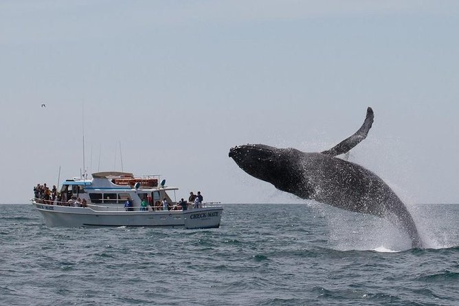 Whale Watching Tour - Photography Opportunities
