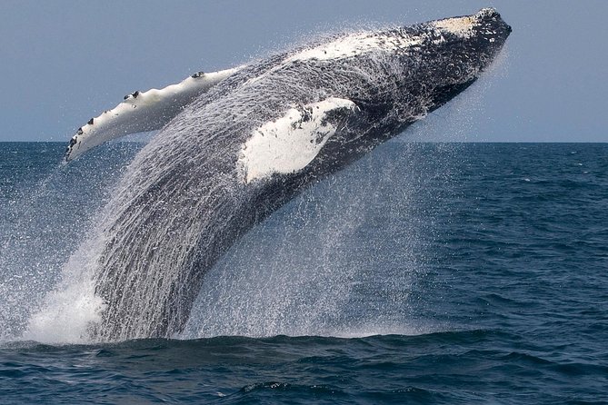 Whale Watching Trips to Stellwagen Bank Marine Sanctuary. Guaranteed Sightings! - Exploring Stellwagen Bank Marine Sanctuary