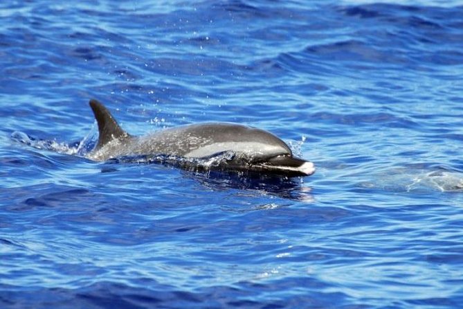 Wild Dolphin Watching and Snorkel Safari Off West Coast of Oahu - Safety and Accessibility