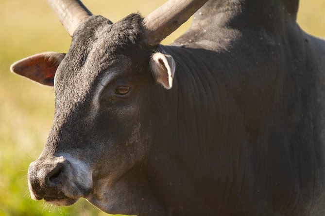 Wild Florida Drive-Thru Safari and Gator Park Admission - Booking and Cancellation Policy