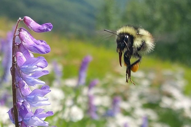 Wilderness, Wildlife, Glacier Experience From Anchorage - Customer Reviews and Feedback