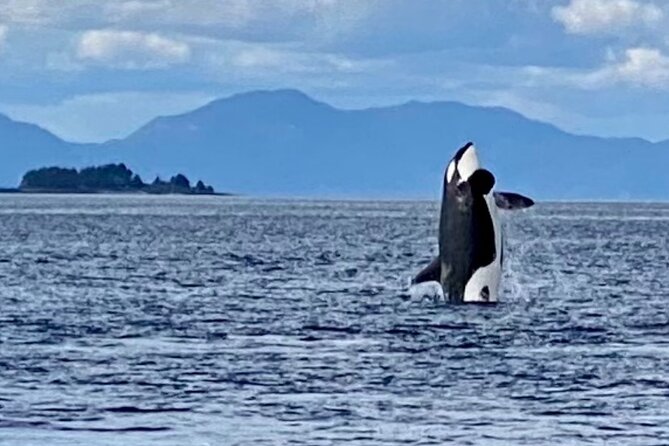 Wildlife Viewing and Whale Watching Quest - Comfort and Amenities on the Boat Tour