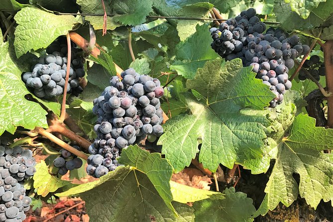 Willamette Valley Wine Tour From Portland (Tasting Fees Included) - Pickup and Transportation