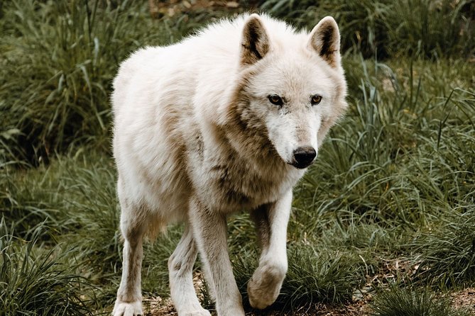 Wolf Experience - Meeting Point and Logistics