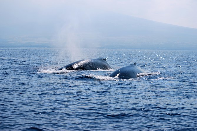 Zodiac Raft Whale Watching Adventure - Learning About Hawaiian Geology and History