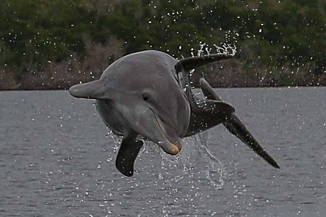 2 Hour Dolphin, Birding and Shelling Tour - Meeting Point and Directions