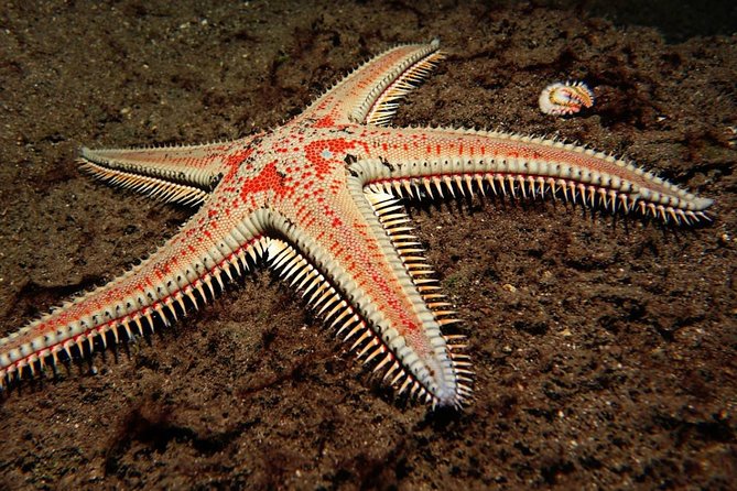 3-Hour Guided PADI Scuba Diving Experience in Tenerife - Diving Destination: Tenerife