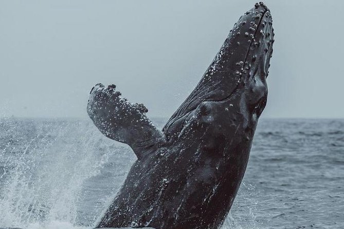 3-Hour Whale Watching Tour From Monterey - Marine Life and Conservation Highlights
