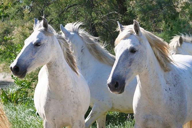 4x4 Camargue Safari 4h - Departure From Arles - Local History, Ecology, and Wildlife