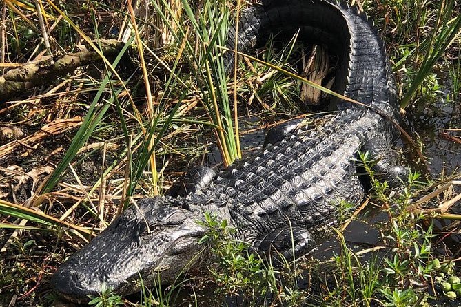 90 Minute Everglades Airboat Tour Near Orlando Florida - Safety and Comfort