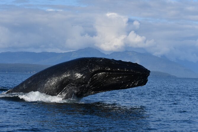 Alaska Whale Watching With Bonus Drone Viewing of Whales - Meeting and Pickup Details