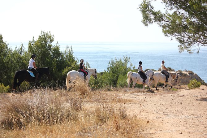 Algarve - Exclusive Horseriding in Portimao (No Experience Required) - What to Expect During Your Ride