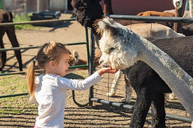 Alpaca and Llama Farm Tour - Guest Reviews