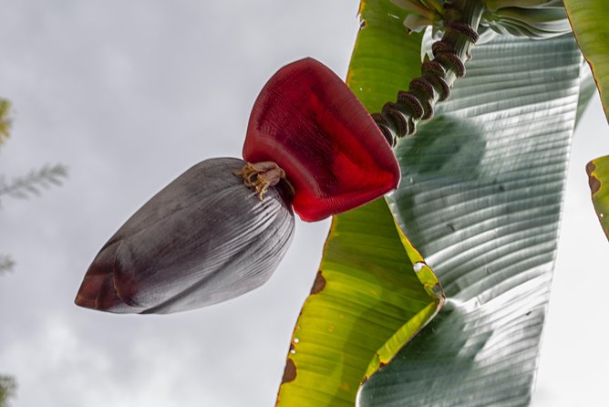 Award Winning Farm Tour: Coffee, Chocolate and Unique Gifts - Sustainable Farming Practices