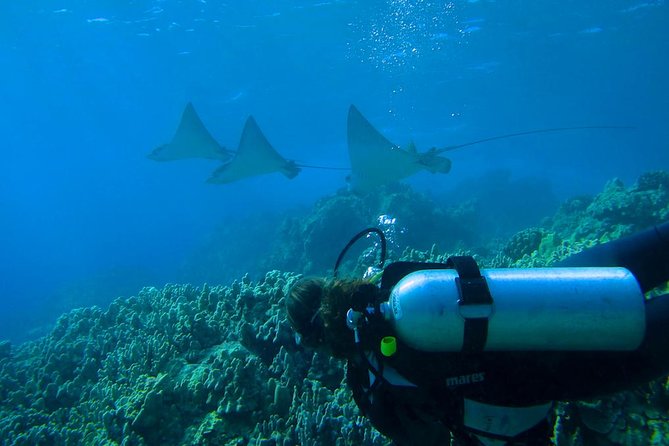 Beginner Scuba Dive in Lahaina: Swimming Ability Required - Meeting and Transportation