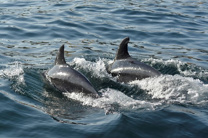 Benagil Caves and Dolphin Watching - 2.5h - Customer Feedback and Reviews
