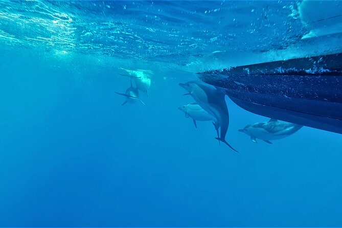 Benagil Caves Visit With Dolphins Watching From Albufeira - What to Expect From the Tours Customer Reviews
