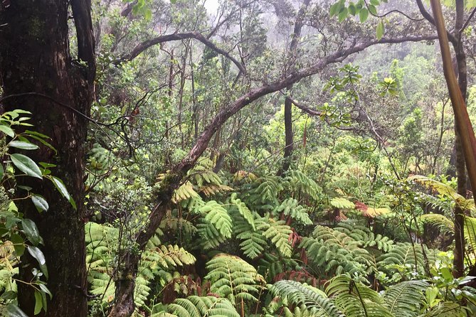 Big Island Volcano Adventure From Kona: Small Group - Rainforest and Waterfall Exploration