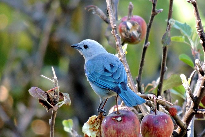 Birding Tour Curi Cancha - Getting to the Curi Cancha Reserve