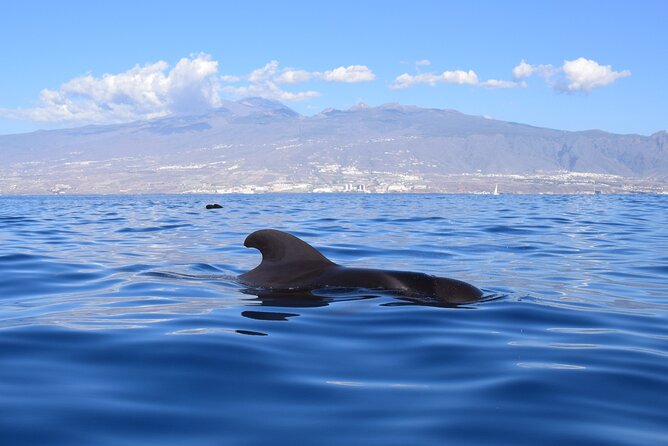 Bonadea II Ecological Whale Watching, 2 Hours - Small Group Size and Personal Touch