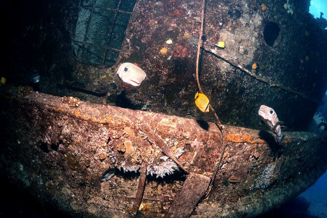 Certified Diver: 2-Tank Deep Wreck and Shallow Reef Dive Off Oahu - Experiencing Oahus Marine Life