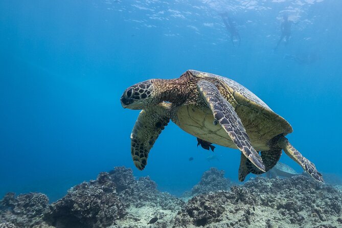 Certified Diver: 2-Tank Shallow Reef Dives off Oahu - Exploring the Diverse Marine Life