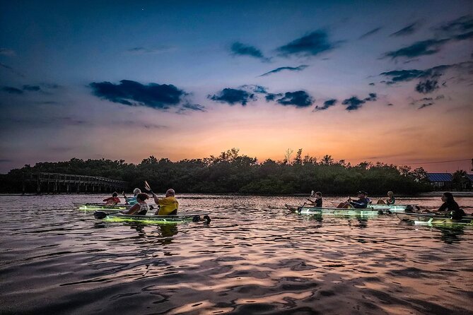 Clear Kayak LED Night Glass Bottom Tour - Sarasota - Wildlife Viewing Opportunities