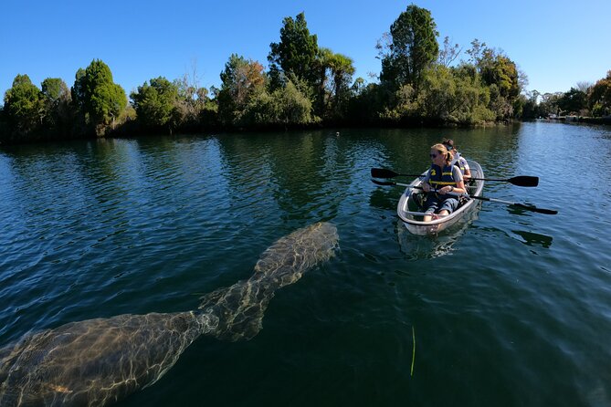 Clear Kayak Manatee Ecotour of Crystal River - Manatee and Wildlife Viewing