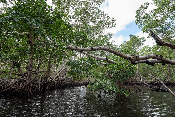 Clear Kayak Tour in North Miami Beach - Mangrove Tunnels - Recommendations and Tips