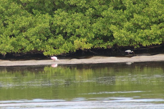 Clearwater Encounters With Dolphins Tour - Traveler Feedback and Experiences