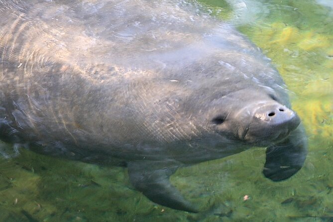Cocoa Beach Dolphin Tours on the Banana River - Knowledgeable and Friendly Guides