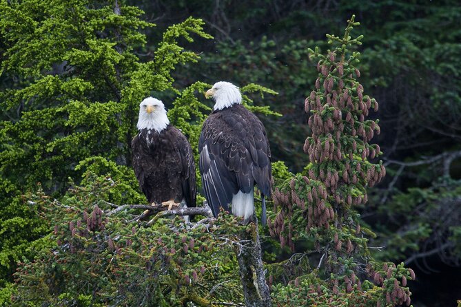Columbia Glacier Cruise From Valdez - Traveler Reviews and Feedback
