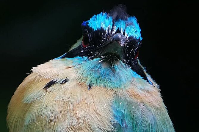 Curicancha Birdwatching Tour - Guide Expertise and Reviews