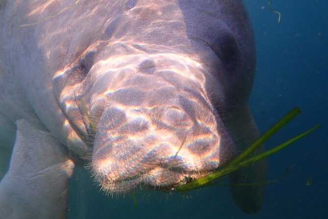 Deluxe Manatee Swim Tour - Amenities and Inclusions: Enhancing the Tour