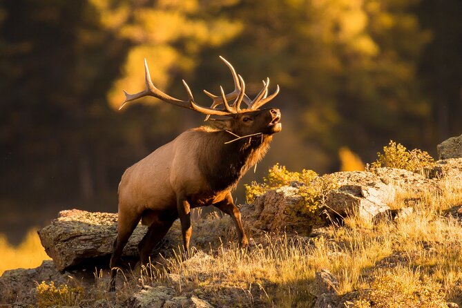 Discover Rocky Mountain National Park - Wildlife Encounters in the Park