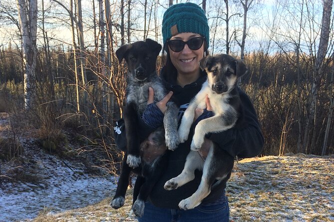 Dog Sledding Adventure in Willow, Alaska - Traveler Feedback and Highlights