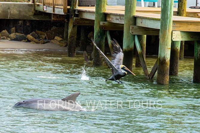 Dolphin and Wildlife Adventure of St. Augustine - Accessibility and Accommodations