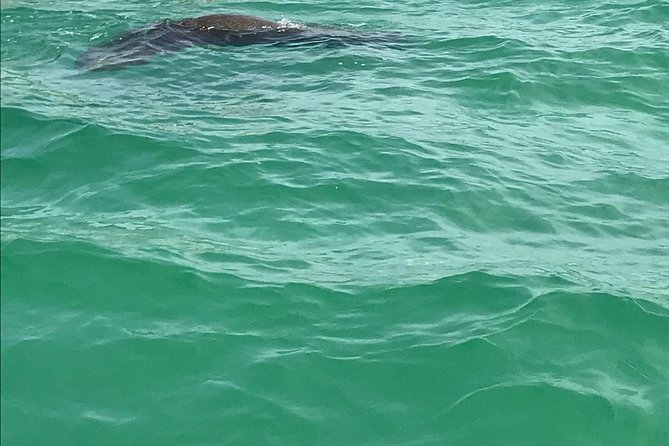 Dolphin Shelling Snorkeling Cruise in Tampa - Traveler Reviews and Feedback