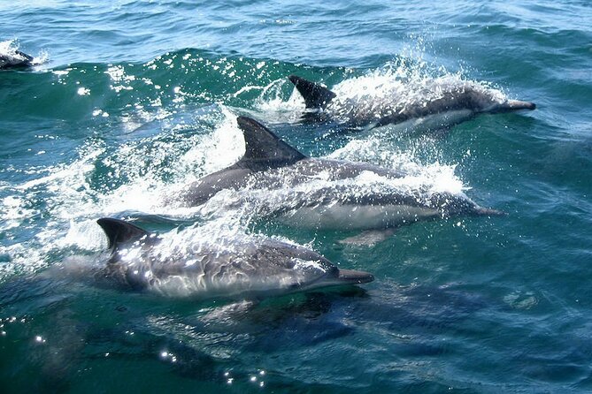 Dolphin Watching + 2 Islands Tour - From Faro - Dolphin Sightings