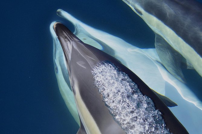 Dolphin Watching Excursion in Gibraltar - Customer Feedback and Ratings