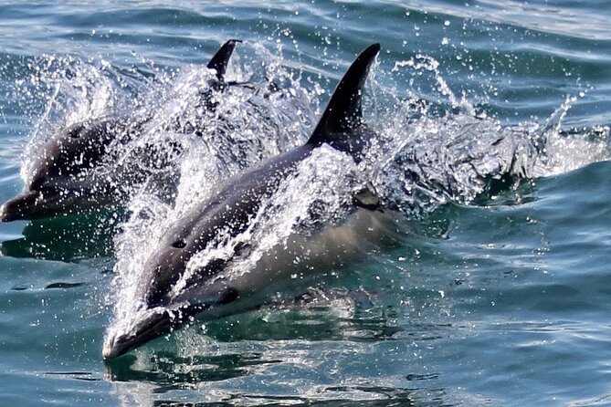 Dolphin Watching in Gibraltar Dolphin Safari V.I.P - Meeting Point and Getting There
