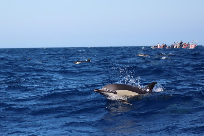 Dolphin-Watching in Marina De Lagos - Preparing for the Tour