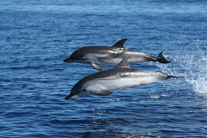 Dolphin Watching Tour With Snorkeling From Olbia - Scenic Boat Tour Along Capo Ceraso and Tavolara Coastlines