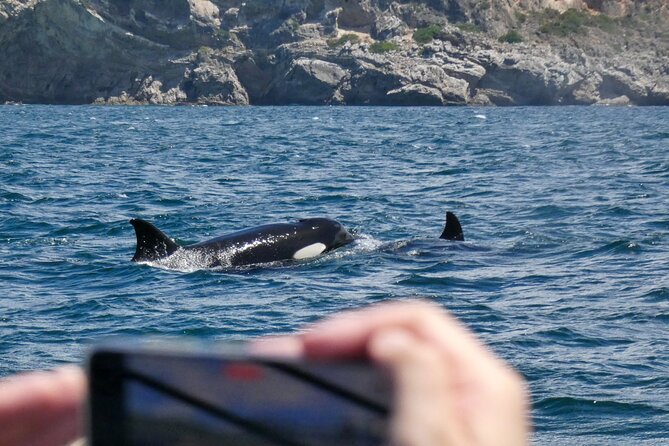 Dolphin Watching With Biologist in Arrábida Natural Park - Pricing, Inclusions, and Booking Information