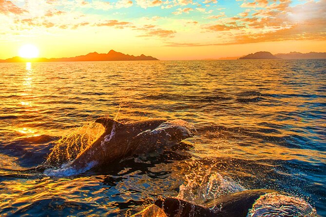 Dolphins Watching in the National Park Brijuni From Pula - Exploring the National Park Brijuni