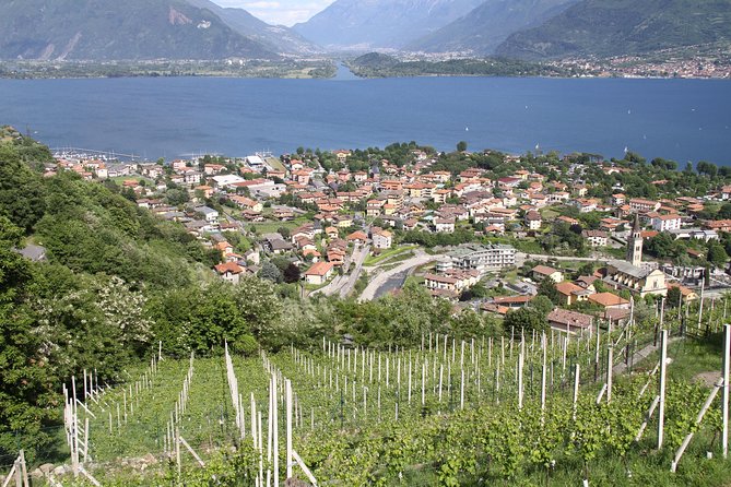 Domaso: Wine Tasting at the Winery on Como Lake - Pricing and Booking