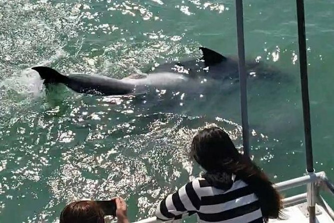 Eco and Dolphin Watch Tour of South Padre Island - Customer Feedback and Notable Sightings