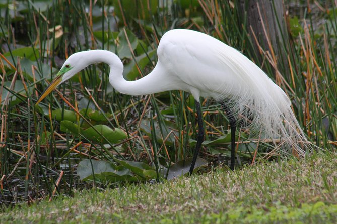 Everglades Day Safari From Fort Myers/Naples Area - Exploring the Western Everglades by Airboat